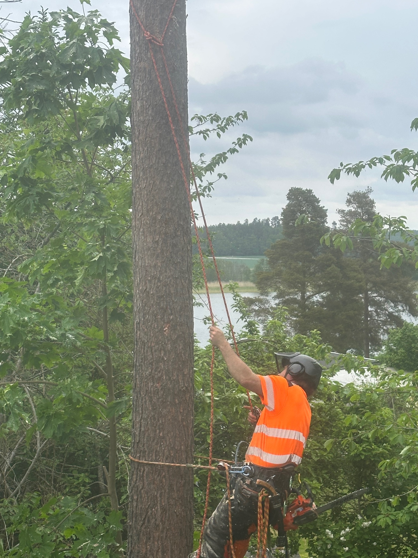 Arborist utför sektionsfällning av träd vid sjö i Nynäshamn