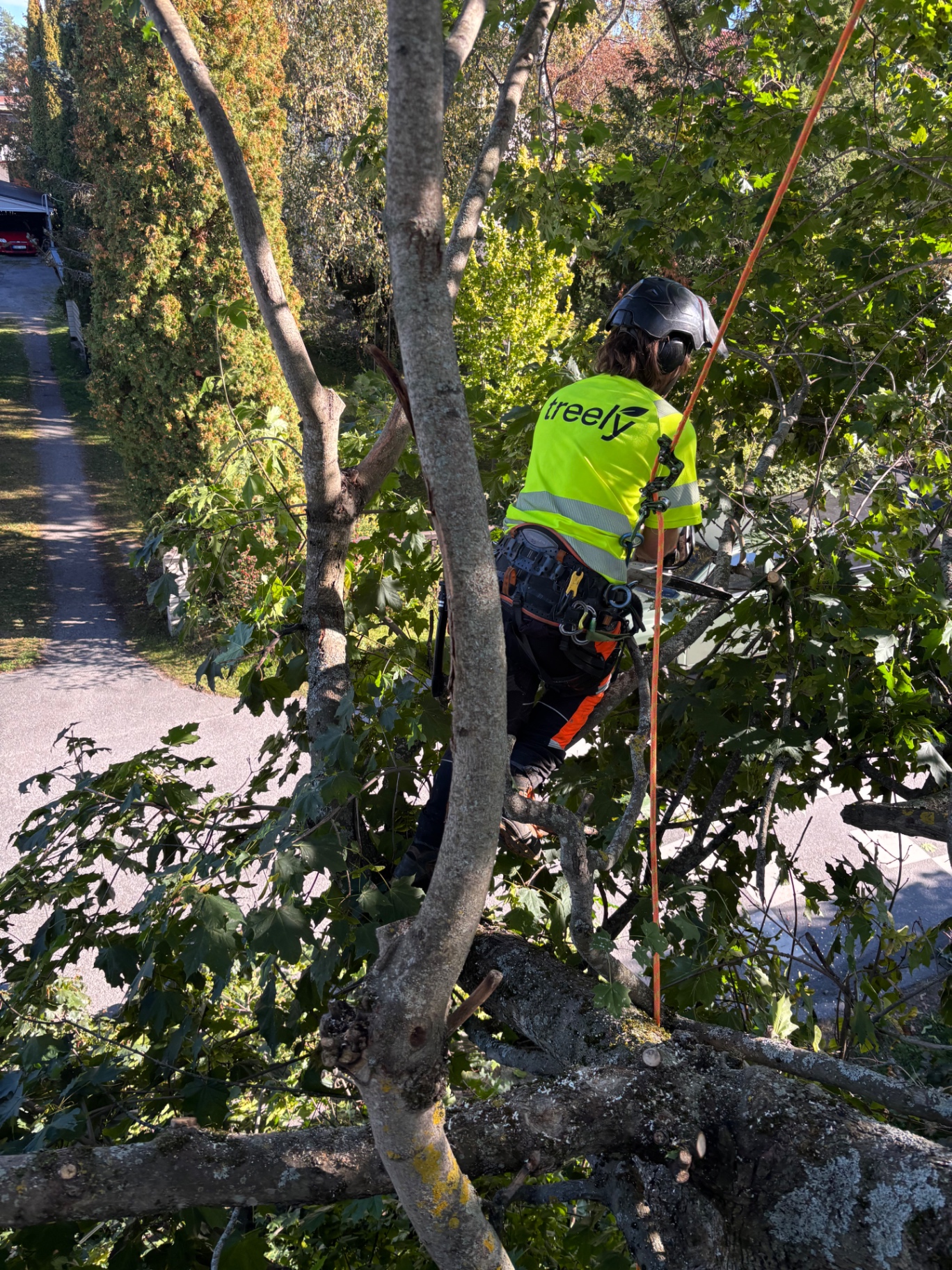 Arborist arbetar i träd intill en bostadsgata