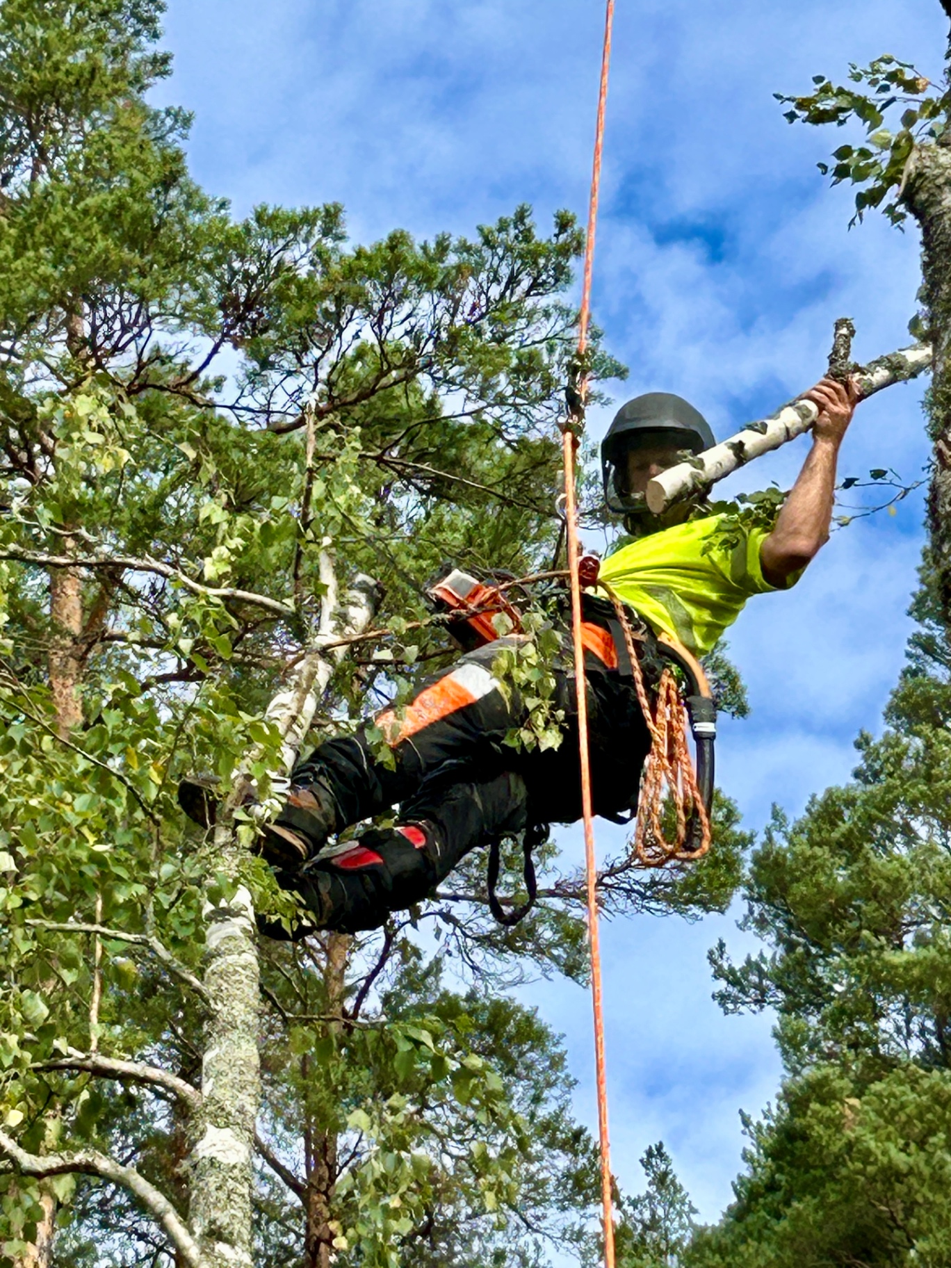 Arborist klättrar i träd med säkerhetsutrustning